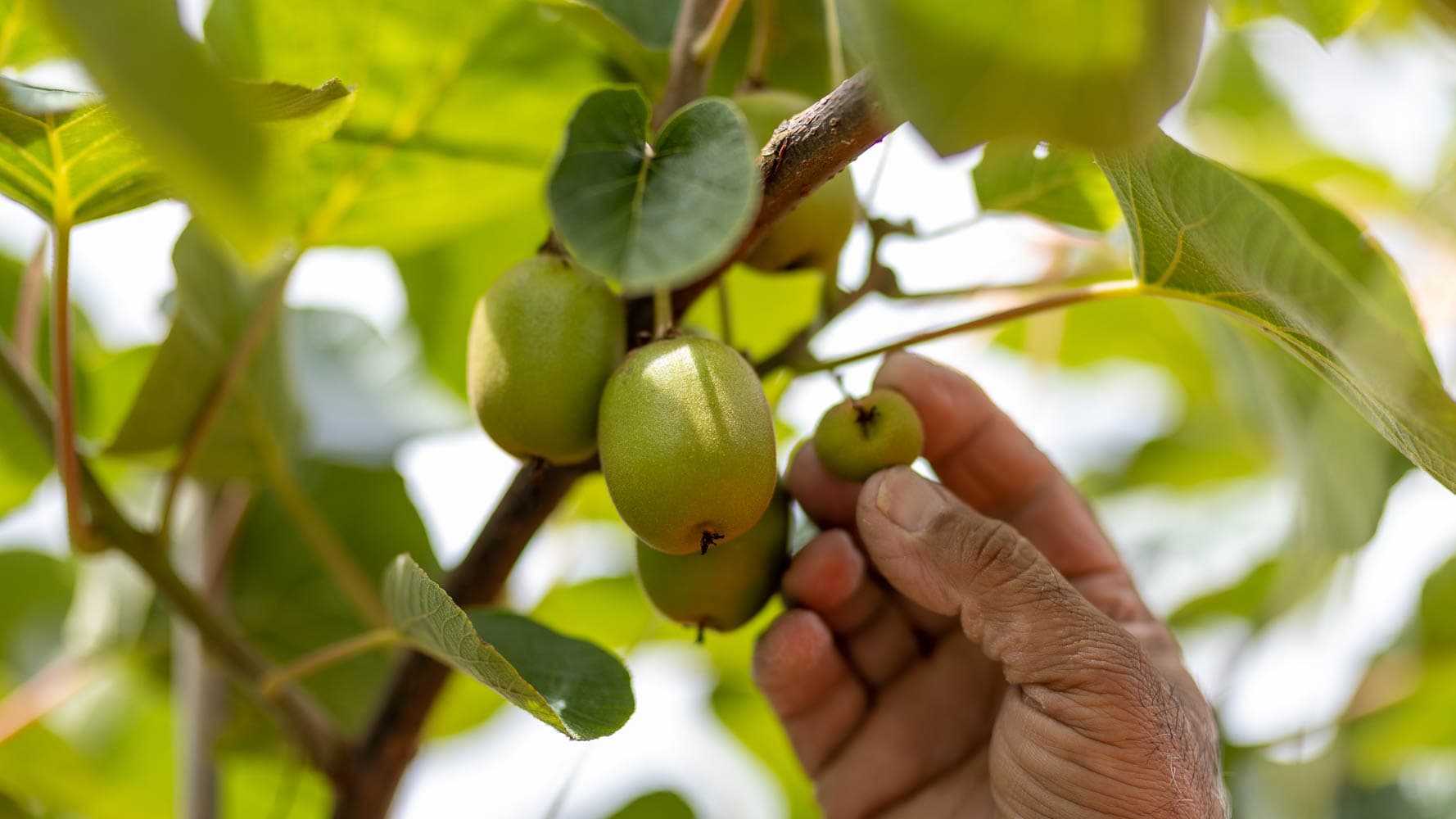 Summer Pruning