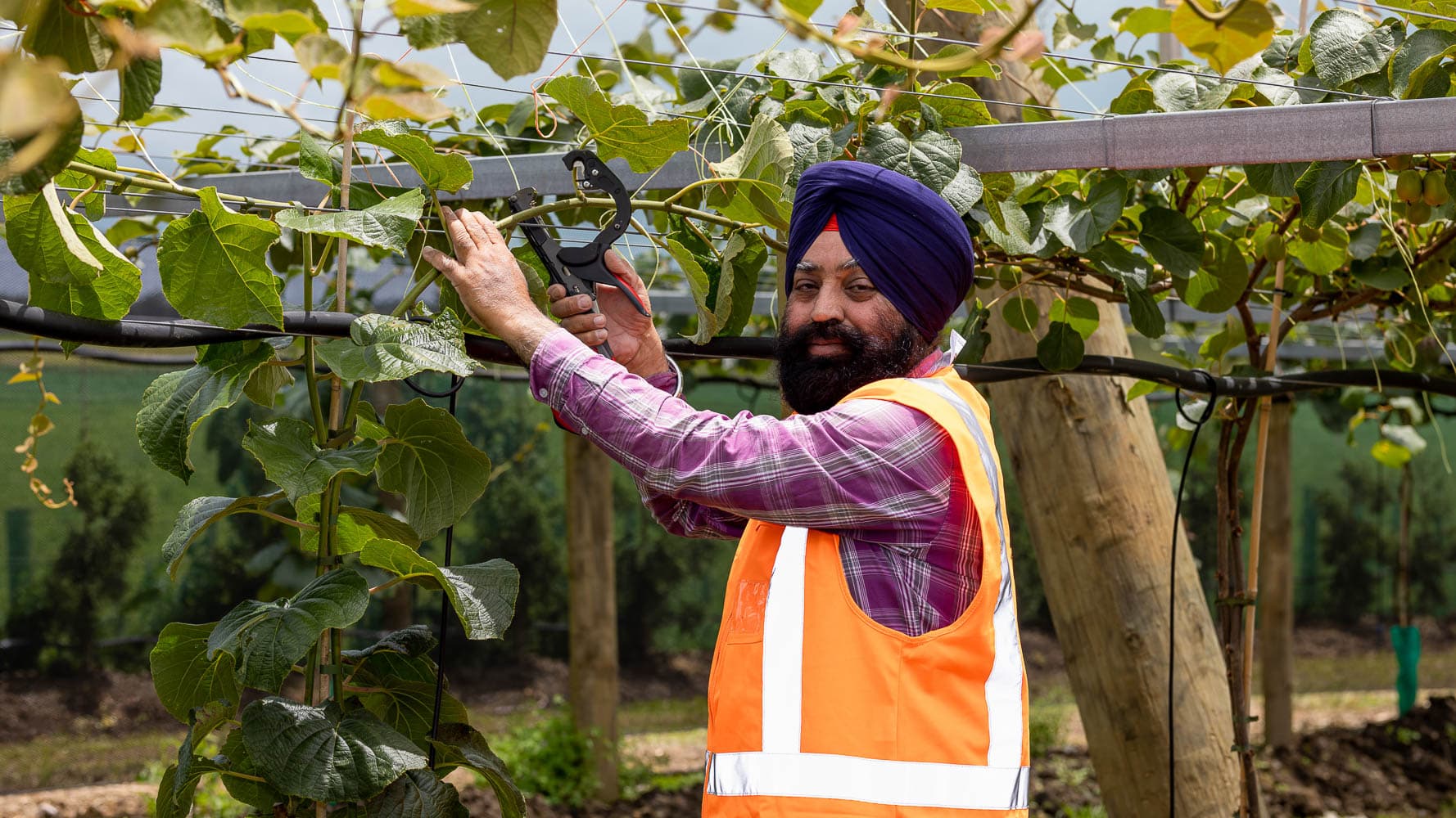 Kiwifruit Orchard Management