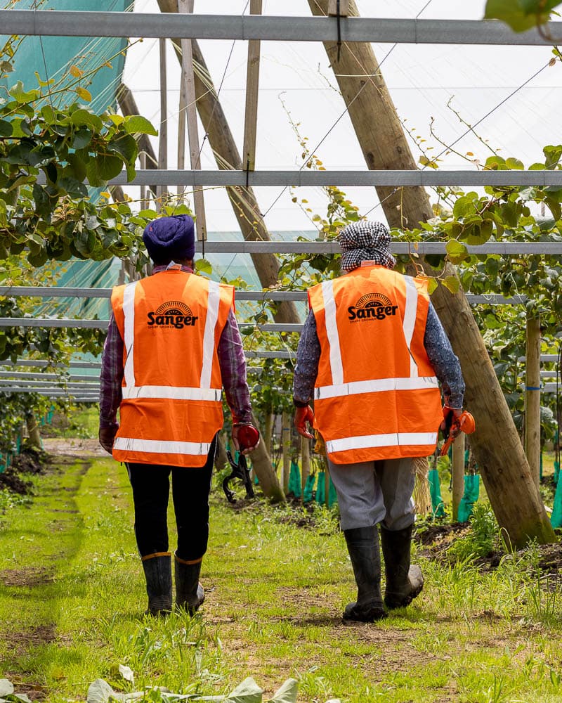 Two Team Member Walking in the Kiwifruit orchard