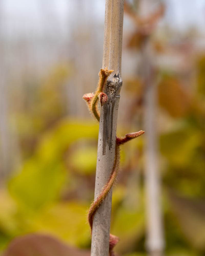 Bruno Rootstock Plants