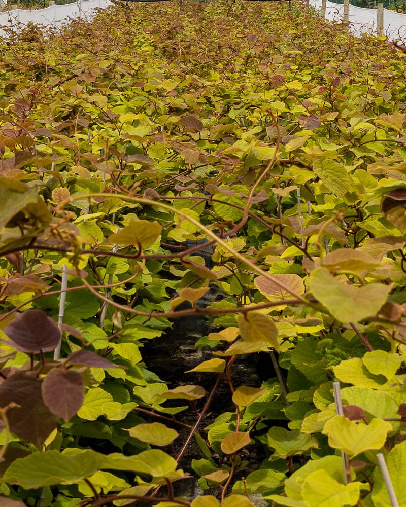 Kiwifruit Nursery