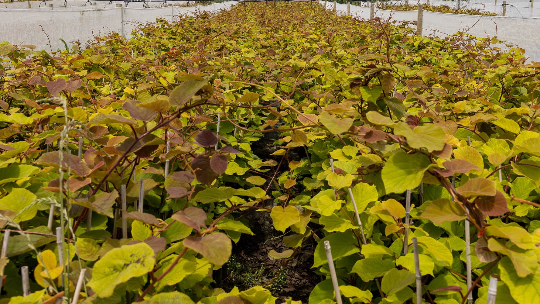 Kiwifruit Nursery