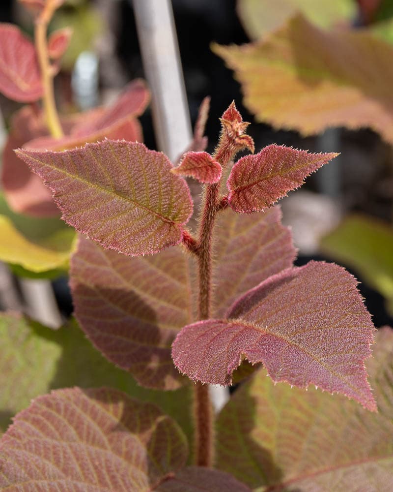 Red-19 Grafted Plants on Bruno Root Stock