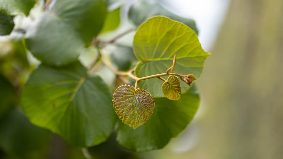 Zero-Leaf Pruning