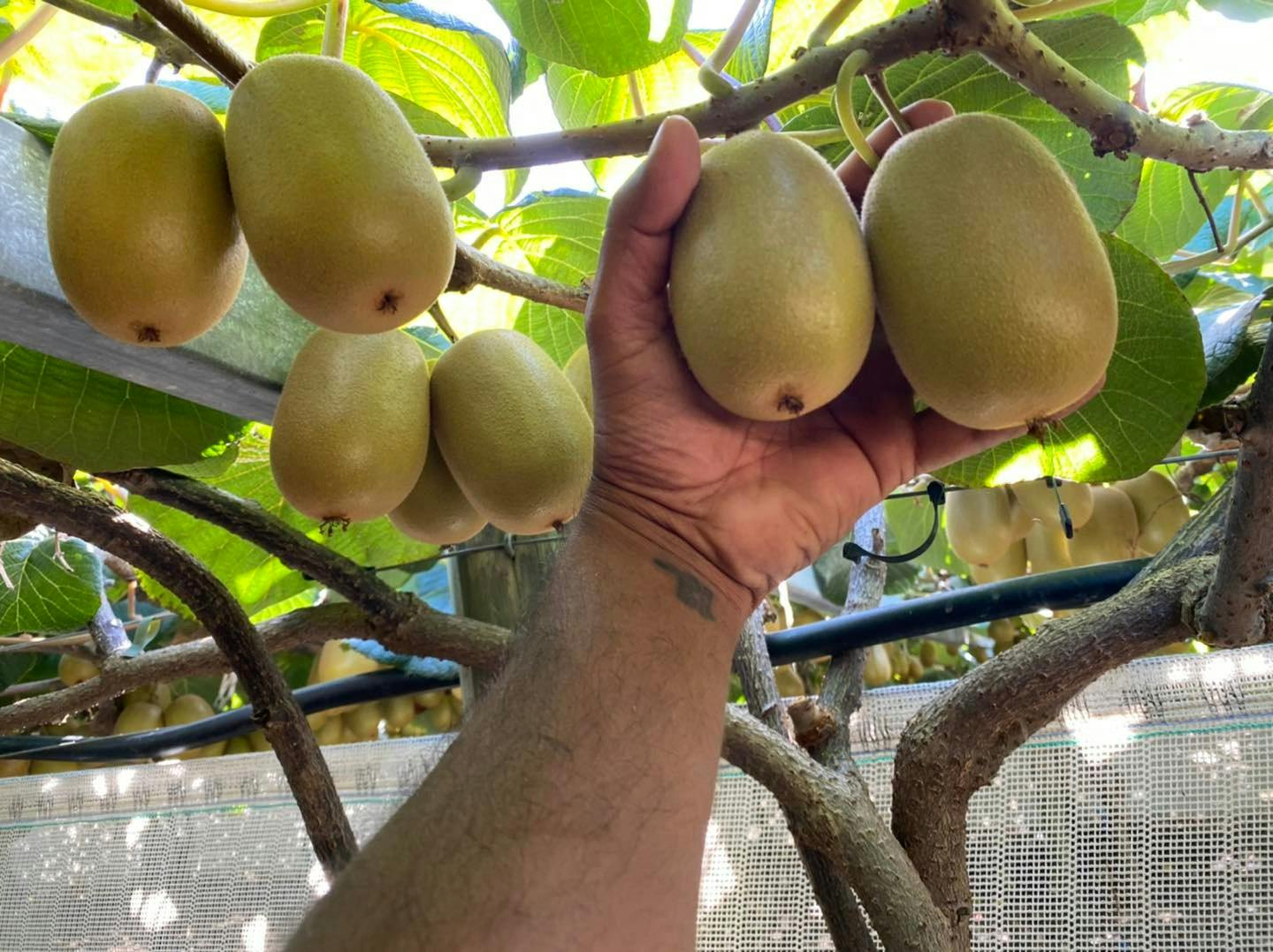 Hand Picking the Kiwifruit