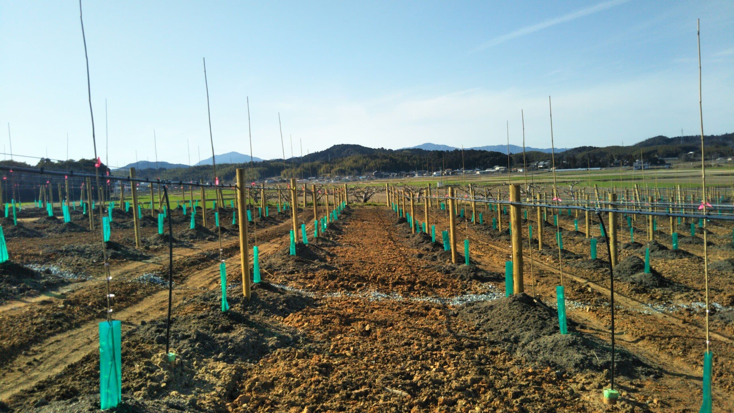 Kiwifruit Success in Japan: Expert Grower Brings Thriving Results