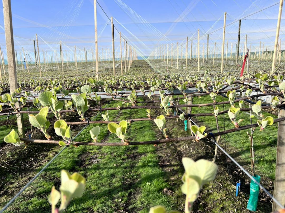 Winter Pruning