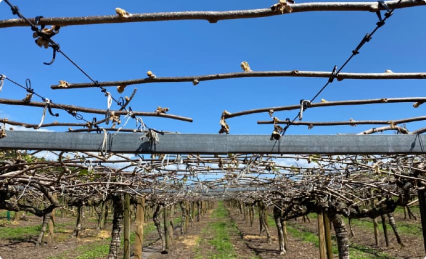 Winter Pruning