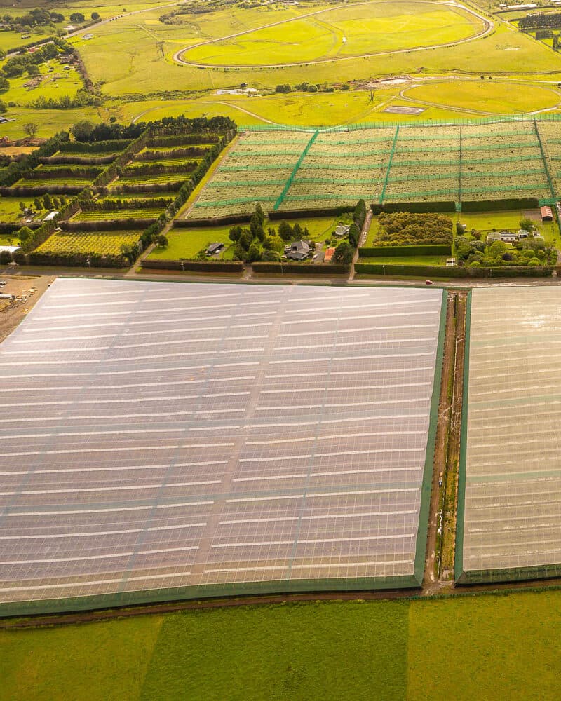 Kiwifruit Orchard Contracting