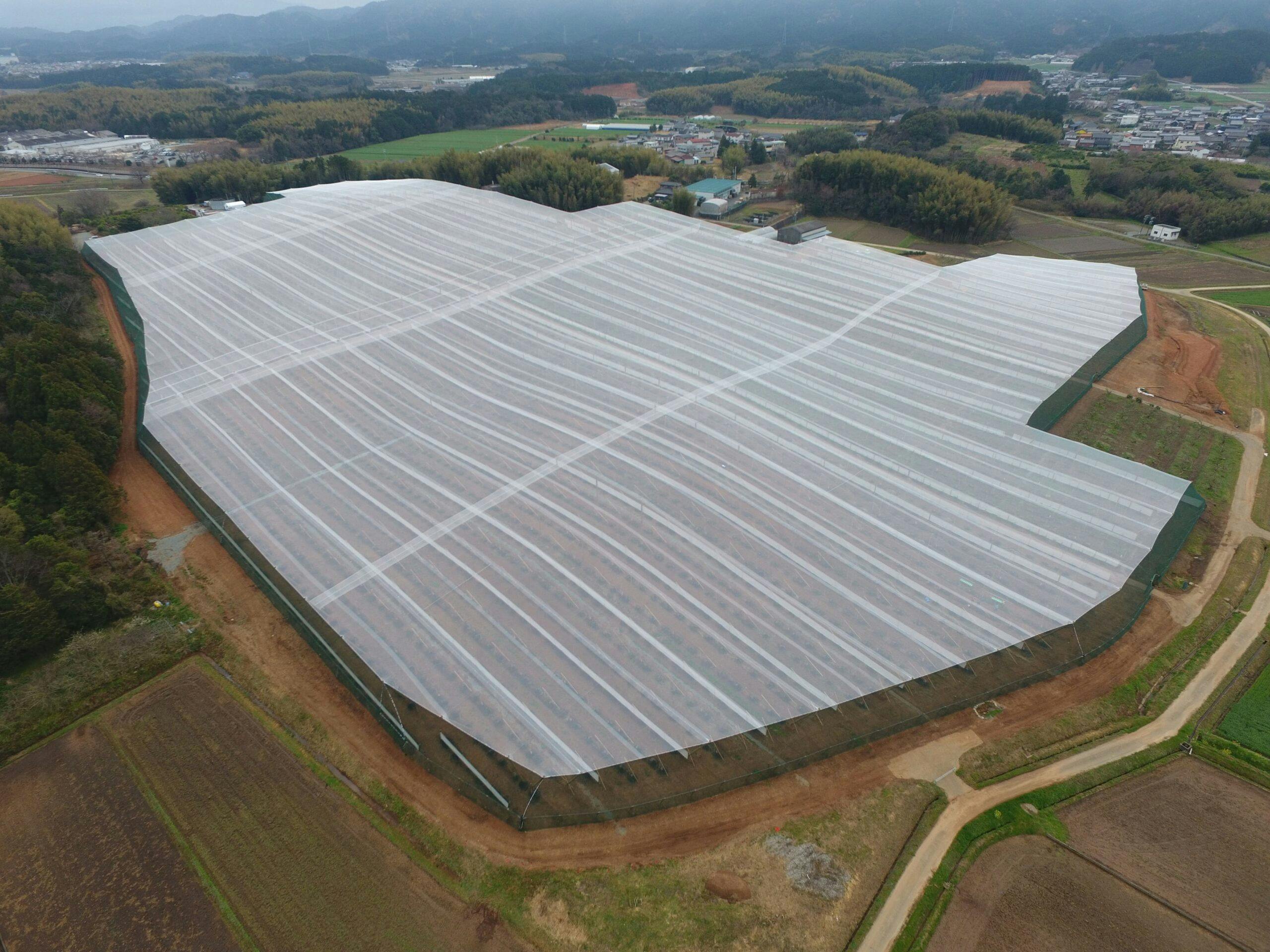 Japan Kiwifruit Orchard