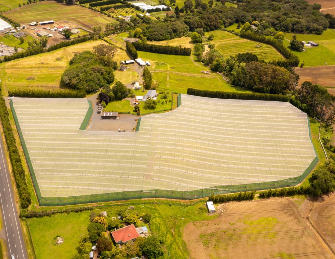 Planting Layout